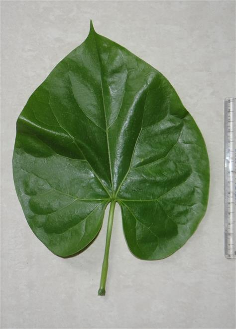 Leaf (Adaxial view)